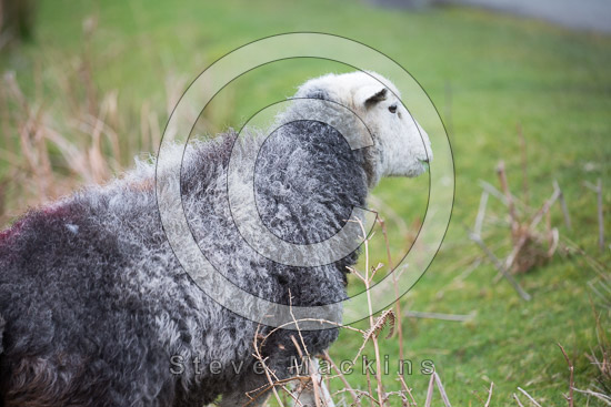 Outerside Farm Herdwick