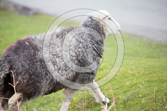 Kirkbride Farm Lake district Sheep