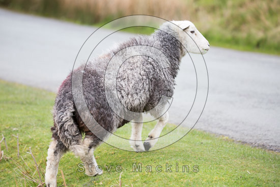 Kirkbampton Farm Herdwick Sheep