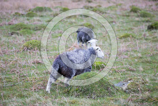 Ormathwaite Lake district Sheep