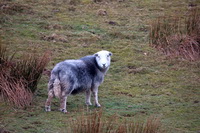 High Street, Maryport, Barf, Herdwick Sketch, Melmerby, Herdwick Sheep, Herdwick Art Studio, Red Pike (Buttermere), Great Crosthwaite, Herdwick Company, Little Asby, Herdwick Sheep Oil Pastels, Pike of Stickle, Brock Crags, Boustead Hill, Longlands Fell, High Raise, Silloth, Black Fell, Herdwick Sheep Sketch, Herdwick Drawings, Herdwick Sheep Acrylic Painting, Herdwick Art, Drumburgh, Herdwick, Rampside, Brim Fell, Stybarrow Dodd, Muncaster Fell, Grayrigg Forest, New Hutton,  Lake District, Cumbria.