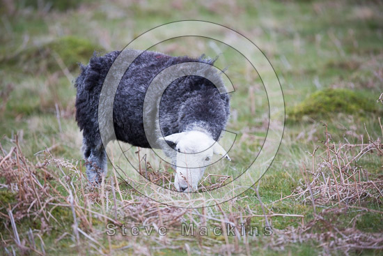 Rest Dodd Farm Herdwick