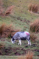 Herdwick Company, Mixed-Media Herdwick Art, Soulby (Kirkby Stephen), Herdwick Sheep Acrylic Painting, Kentmere Pike, Ullscarf, Herdwick Drawings, Rest Dodd, Welton, Meal Fell, Bassenthwaite, Herdwick Sketches, Grey Crag, Westward, Swirl How, Great Crag, Herdwick Sheep Art, Lamplugh, Herdwick Sheep Oil Pastels, Starling Dodd, Old Town, Herdwick, Herdies, Burnbanks, Herdwick Sketch, Herdwick Sheep Oil Painting, Lakeland Sheep, Endmoor, Seathwaite Fell, Muncaster Fell,  Lake District, Cumbria.