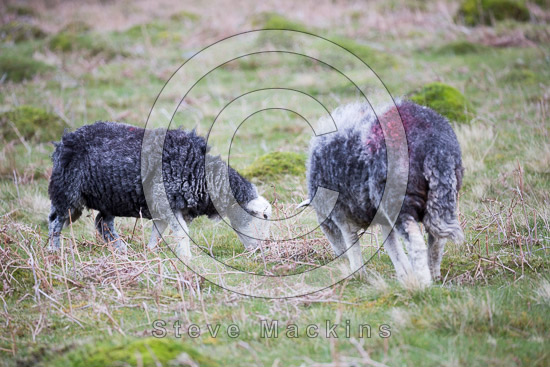 Clough Head Farm Herdwick Sheep