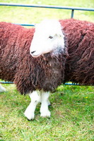 Crosby Ravensworth, Blencow, Armboth Fell, Herdwick Sheep, New Hutton, Harter Fell, Mardale, Seat Sandal, Sail, Allen Crags, Barrow, Herdwick Artwork, Herdy Sketch, Herdies, Herdy Sheep Artist, Drybeck, Great Crosthwaite, Herdwick, Mixed-Media Herdy Art, Herdy, Grike, Herdwick Sheep Art, Blackford, Herdy Wall Art, Hoff, Herdwick Drawings, Shipman Knotts, The Nab, Hesket Newmarket, Houghton,  Lake District, Cumbria.