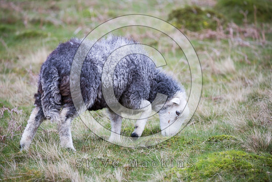 Brisco Lake district Sheep - Lakeland Photos - Art Prints Brisco Lake district Sheep