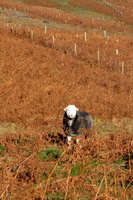 Troutbeck Tongue, Herdwick Sketch, Wandope, Hoff, Blea Rigg, Herdwick Drawings, Harrington, Herdwick Sheep Oil Painting, Birker Fell, Bowscale Fell, Portinscale, Swirl How, Blencow, Brough, Great Asby, Herdwick, Low Newton, Raise, Aglionby, High Raise, Herdwick Ewe, Herdwick Sheep Art, Herdwick Sketches,  Lake District, Cumbria.