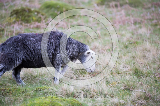 Eamont Bridge Field Herdwick Sheep