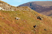 Seathwaite Fell, Brock Crags, Bowfell, Seathwaite (Borrowdale), Herdy Ewe, Outerside, Herdy Wall Art, Torver, Allen Crags, Ravenstonedale, Far Sawrey, Shap, Herdwick Sheep Art, Lakeland Sheep, Herdwick Sheep Sketch, Blencarn, Hale, Wandope, Herdy Sketches, Swarthmoor, Lowick, Low Newton, Beaumont, Herdwick Wall Art, Thornthwaite Crag, Blake Fell, Herdwick Sheep Prints, Millbeck (Keswick),  Lake District, Cumbria.