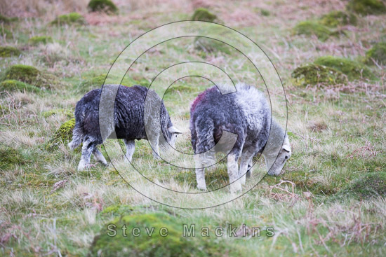 Langwathby Lake district Sheep - Lakeland Photos - Art Prints Langwathby Lake district Sheep