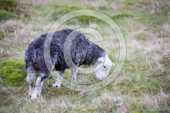 Brock Crags Valley Herdwick Sheep - Lakeland Photos - Art Prints Brock Crags Valley Herdwick Sheep