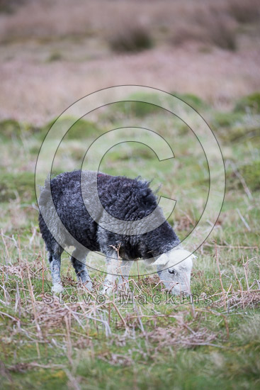 Knott Valley Herdwick - Lakeland Photos - Art Prints Knott Valley Herdwick