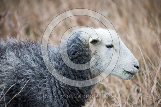 Low Newton Field Herdwick