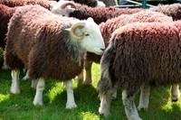 Herdwick Sheep Prints, Herdy Wall Art, Hart Crag, Bassenthwaite, Herdy Sheep Artist, Herdy Sketches, Mixed-Media Herdy Art, Hayton (Aspatria), Herdy Sketch, Herdwick Wall Art, Pavey Ark, Herdy Art, Crosby-on-Eden, Bothel, Welton, Herdy Ewe, Herdwick Sheep Oil Pastels, Herdy, Outerside, Colthouse, Cliburn, Tarn Crag (Easedale), Knott, Martindale, Rest Dodd, Whinlatter,  Lake District, Cumbria.