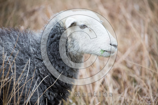Caldbeck Herdwick