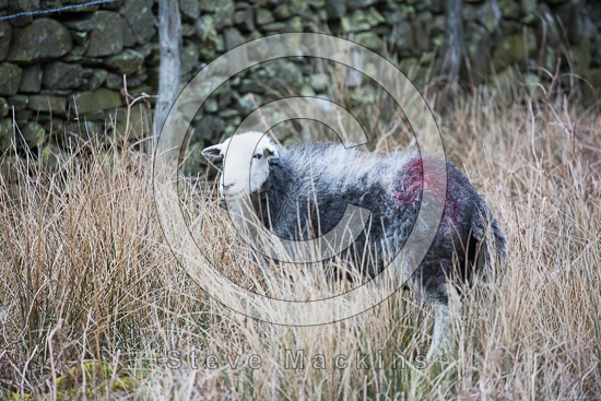 Lank Rigg Field Lakeland Sheep
