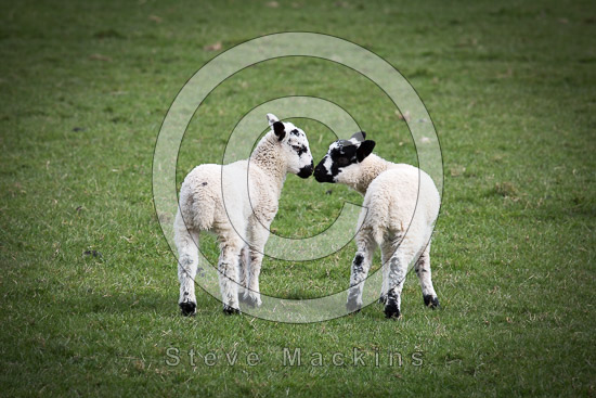 Caldbeck Valley Herdwick