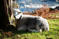 Herdwick Sheep Art, Near Sawrey, Sandside, Herdwick Art Studio, Arnison Crag, Ulpha, Banks, Temple Sowerby, Herdwick Sketches, Piel Island, Herdwick Company, Herdwick Art, High Seat, Herdwick Drawings, Dow Crag, Lakeland Sheep, Herdwick, Lingmoor Fell, Sale Fell, High Pike (Caldbeck), Hallin Fell, Herdies, Herdwick Sheep, Angletarn Pikes, Wandope, Plumbland, Hartley, Herdwick Ewe, Low Newton, Portinscale, Grange (Keswick),  Lake District, Cumbria.