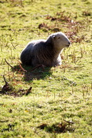 Whin Rigg, Knott, Stone Arthur, Herdies, Shap, Herdwick Art Studio, Fairfield, Drybeck, Nethermost Pike, Herdwick Sheep Prints, Herdwick Sheep Art, Lakeland Sheep, Pooley Bridge, Glassonby, Blea Rigg, Carlisle, Skirwith, Catterlen, Crooklands, Herdwick Company, Spark Bridge, Loft Crag, Herdwick Art, Greystoke, Mixed-Media Herdwick Art, Herdwick, Hart Side, Culgaith, Herdwick Sheep Oil Pastels, Herdwick Artwork,  Lake District, Cumbria.