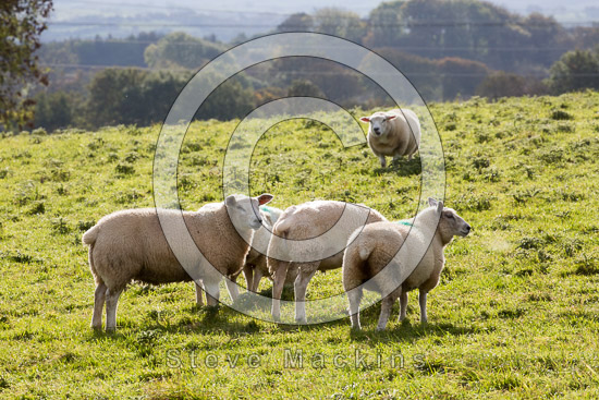 Eskdale Green Field Lakeland Sheep