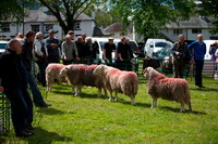 Herdwick Sheep Oil Painting, Lakeland Sheep, Herdwick Sheep Oil Painting, Robinson, Low Fell, Routenbeck, Herdy Art, Herdwick Drawings, Colton, Herdwick Sheep Art Studio, Welton, Skirwith, Brigsteer, Whicham, Rowrah, Hawkshead, Hesket Newmarket, Saint Sunday Crag, Great Mell Fell, Thornthwaite, Lakeland Herdy Artworks, Knott Rigg, Whiteside, Herdy Ewe, Grey Knotts, Greystoke, Long Side, Pavey Ark,  Lake District, Cumbria.