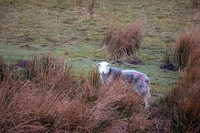 Distington, Herdwick, Warwick Bridge, Hart Crag, Rannerdale Knotts, Lowick, Skelwith Bridge, Skirwith, Glassonby, Allonby, Far Sawrey, Brigsteer, Herdies, Herdy Wall Art, Brandreth, Langwathby, Herdwick Sheep Art, Mixed-Media Herdy Art, Herdwick Drawings, Beda Fell, Herdwick, Herdwick Sheep Oil Painting, Blake Fell, Lindale, Herdwick Sheep, Brae Fell, Nab Scar, Glenridding, Calf Crag,  Lake District, Cumbria.