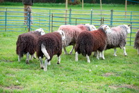 Whitehaven, Far Arnside, Great Dodd, Newby Bridge, Whiteless Pike, Herdwick Drawings, Herdwick Sheep Sketch, Graystones, Great Orton, Herdwick Sheep, Herdwick, Herdwick Artwork, Hart Side, Birkhouse Moor, Kirkbride, Seaton, Bolton, Herdwick Sheep Art, Souther Fell, Herdwick Sketch, Seascale, The Nab, Herdwick Sheep Oil Painting, Maulds Meaburn, Castle Carrock, Herdwick Ewe, Lingmoor Fell, Mixed-Media Herdwick Art, Bewaldeth,  Lake District, Cumbria.