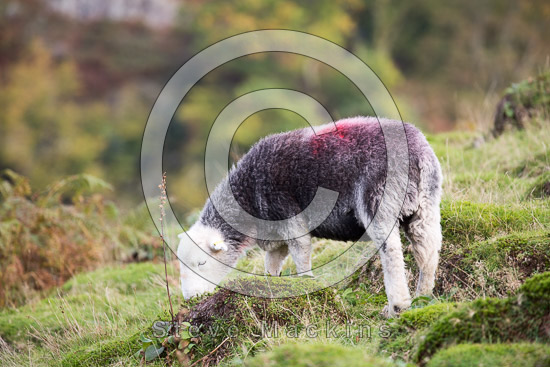 High Bankhill Lake district Sheep