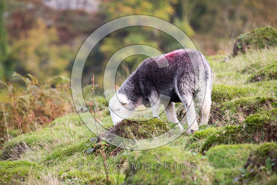 Winton Valley Herdwick Sheep