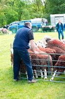 Hart Side, Herdwick, Herdwick Sheep Sketch, Warwick Bridge, Grike, Herdwick Art Studio, Barton, Lakeside, Coniston Old Man, Herdwick, Herdies, Herdwick Sheep Prints, Mixed-Media Herdwick Art, High Spy, Dale Head, Waberthwaite, Melmerby, Herdwick Sheep Oil Painting, Whiteside, Fellbarrow, Catbells, Herdwick Sheep Acrylic Painting, St. Bees, Great Rigg, Glassonby, Sheffield Pike, Old Town, Hensingham, Rannerdale Knotts, Hart Crag, Lakeland Sheep, Herdwick Company, Johnby,  Lake District, Cumbria.