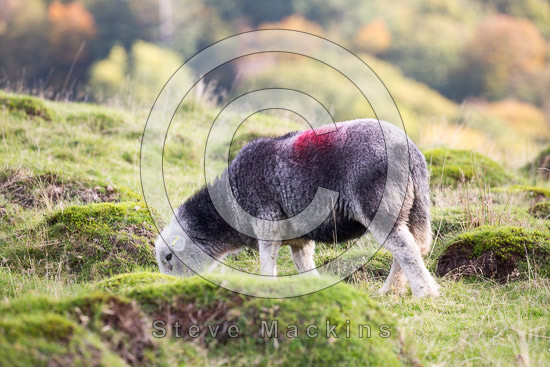 Milburn Herdwick