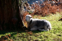 Seathwaite Fell, Far Sawrey, Herdwick Sheep Prints, Cartmel Fell, Herdy Sketches, Bleaberry Fell, Culgaith, Mixed-Media Herdy Art, Herdy Ewe, Barbon, Outerside, Herdwick Drawings, Birkhouse Moor, Lakeland Sheep, Old Town, Lingmoor Fell, Herdwick Sheep Oil Painting, Tarn Crag (Far Eastern Fells), Stone Arthur, Kirkcambeck, Nateby, Herdy Wall Art, Wreay (Carlisle), Base Brown,  Lake District, Cumbria.