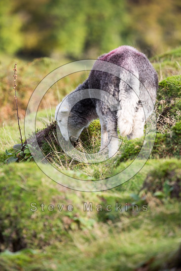 Gavel Fell Lakeland Sheep
