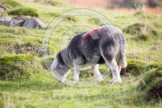 Hincaster Farm Lakeland Sheep - Lakeland Photos - Art Prints Hincaster Farm Lakeland Sheep