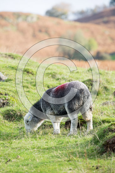 Aldingham Valley Herdwick Sheep - Lakeland Photos - Art Prints Aldingham Valley Herdwick Sheep