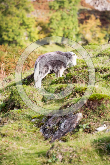 Moresby Field Lake district Sheep