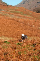 Black Fell, Little Langdale, Herdwick Sheep Prints, Troutbeck (Windermere), Carl Side, Herdy Ewe, Ravenstonedale, Herdy, Catterlen, Birker Fell, Anthorn, Green Gable, Kirkoswald, Herdy Sheep Artist, Herdwick Sheep Acrylic Paintings, Rest Dodd, Biggar, Low Pike, Esk Pike, Great Corby, Blackford, Warwick-on-Eden, Bouth, Herdy Wall Art, Dendron, Herdwick Sheep Oil Painting, Herdwick, Herdy Sketches, Mixed-Media Herdy Art, Graystones, Great Carrs, Rampsgill Head, Herdwick Artwork, Skiddaw,  Lake District, Cumbria.