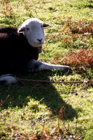 Low Wood, Herdwick, Herdwick Sketch, Bouth, Scoat Fell, Haycock, Herdwick Ewe, Lakeside, Walton, Ling Fell, Herdwick Sheep Prints, Herdwick Sheep, Herdwick Sketches, Raise, Herdwick Sheep Oil Painting, Hethersgill, Herdwick Drawings, Bowscale, Glassonby, Mellbreak, High Stile, Spark Bridge, Sallows, Kidsty Pike, Anthorn, Herdwick Art Studio, Bassenthwaite, Herdwick Sheep Sketch, Rest Dodd, Crosby (Maryport), Great Salkeld, Herdwick Sheep Oil Painting,  Lake District, Cumbria.