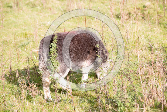 Whiteside Field Lakeland Sheep - Lakeland Photos - Art Prints Whiteside Field Lakeland Sheep