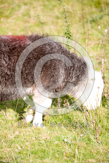 Fleetwith Pike Valley Lake district Sheep
