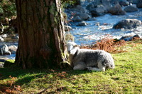 Briery, Heron Pike, Herdwick Artwork, Wigton, Herdwick Sheep Prints, Ambleside, Herdies, Allithwaite, Drumburgh, Warcop, Embleton, Herdwick Sheep Art Studio, Carl Side, Tarn Crag (Far Eastern Fells), Nab Scar, Beckermet, Herdwick Sheep Oil Painting, Herdy Ewe, Herdwick Drawings, Lakeland Herdy Artworks, Herdwick Sheep Acrylic Paintings, Sandside, Hard Knott, Great Calva, Eel Crag (Crag Hill), Near Sawrey, Hartsop above How, Longlands,  Lake District, Cumbria.