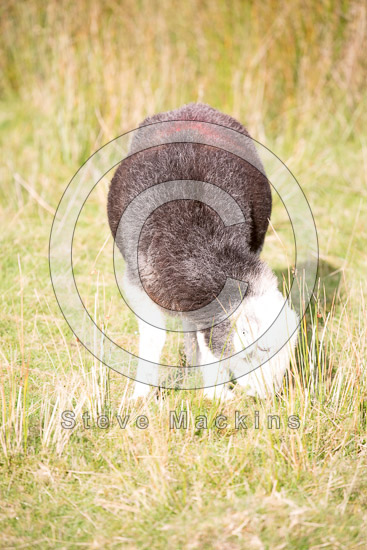Dodd Herdwick Sheep