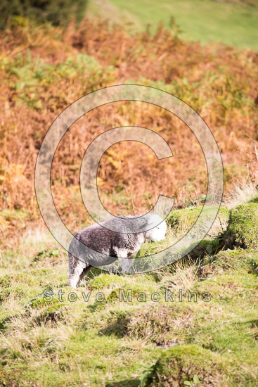 Loft Crag Valley Lake district Sheep