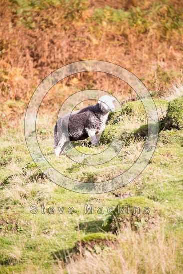 Tebay Field Lakeland Sheep
