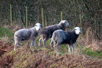 Hard Knott, Herdwick Sheep Oil Pastels, Helvellyn, Bowscale Fell, Great Crag, Baycliff, Herdwick Company, Bleaberry Fell, Herdies, Great Rigg, Scoat Fell, Herdwick Sheep Oil Painting, Slate Fell, Wether Hill, Satterthwaite, Bowscale, Herdwick Sheep Art, Levens, Great Borne, Eamont Bridge, Sour Howes, Base Brown, Herdwick Artwork, Mixed-Media Herdwick Art, Holme, Herdwick Sheep Sketch, Kirkland (Frizington), Herdwick, Bampton Grange,  Lake District, Cumbria.