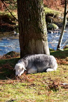 Herdwick Sheep Oil Pastels, Herdy Sheep Artist, High Pike (Scandale), Green Gable, Plumbland, Clough Head, Helvellyn, Aglionby, Newby Bridge, Pavey Ark, Herdwick, Herdy Ewe, Irthington, Herdwick Sheep Prints, Muncaster Fell, Grike, Grange (Keswick), Matterdale End, Herdwick Drawings, Herdwick Sheep Acrylic Paintings, Buttermere, Brisco, Herdwick Sheep Oil Painting, Leece, Black Fell, Threlkeld, Herdy,  Lake District, Cumbria.