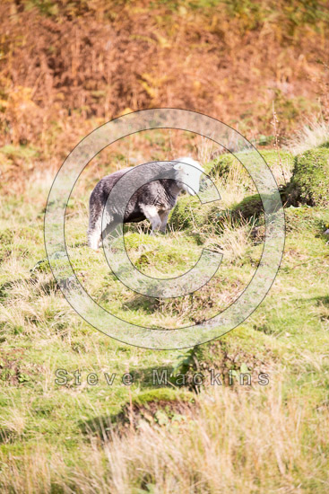 Brigsteer Field Herdwick Sheep