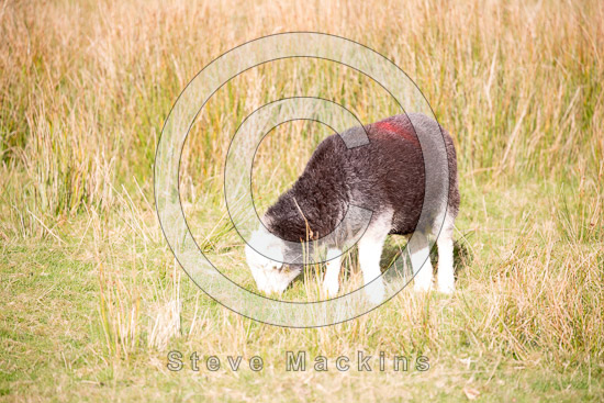Low Fell Valley Herdwick Sheep