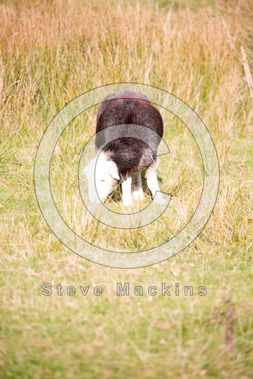 Lank Rigg Field Lakeland Sheep