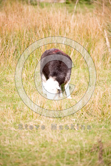 Millom Field Lake district Sheep